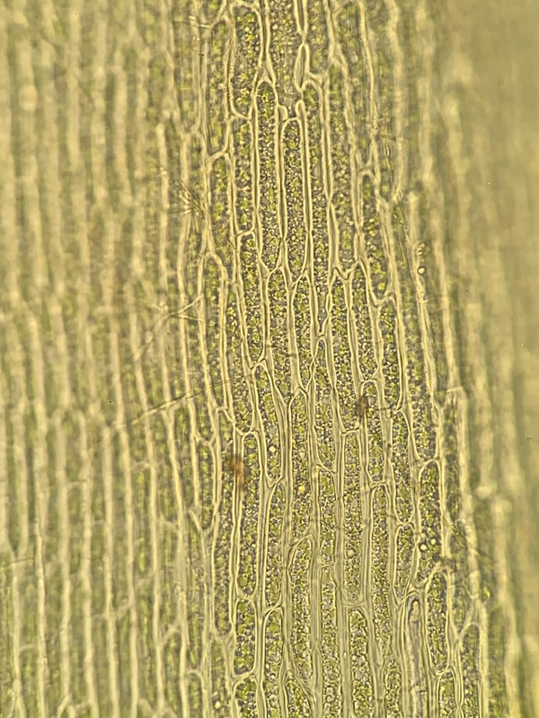 Dicranum brevifolium